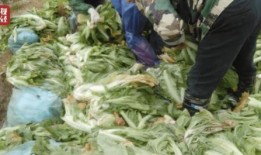 最新爆料老坛酸菜视频,视频揭露惊人内幕